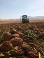 Bitlis Çabaklar Tarım | Ahlat Organik Patates